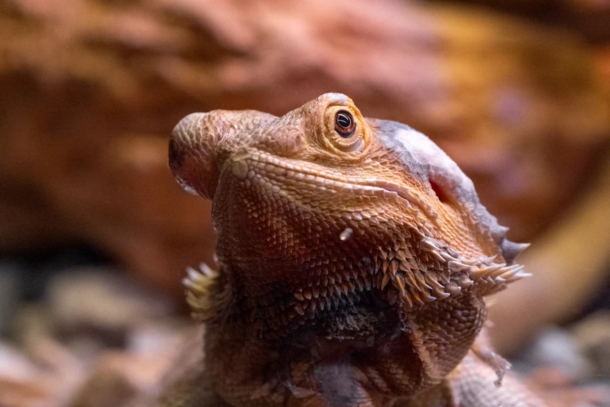 Adult bearded dragon with a full beard alert in its enclosure, the body condition owners should look for when judging how long bearded dragons live