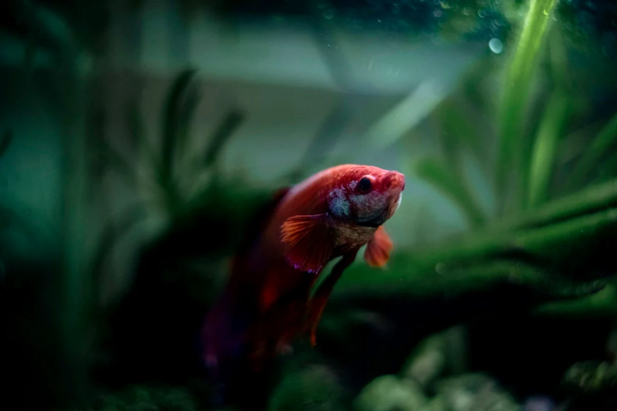 Red betta fish swimming in a heated planted aquarium, the setup that determines how long betta fish live