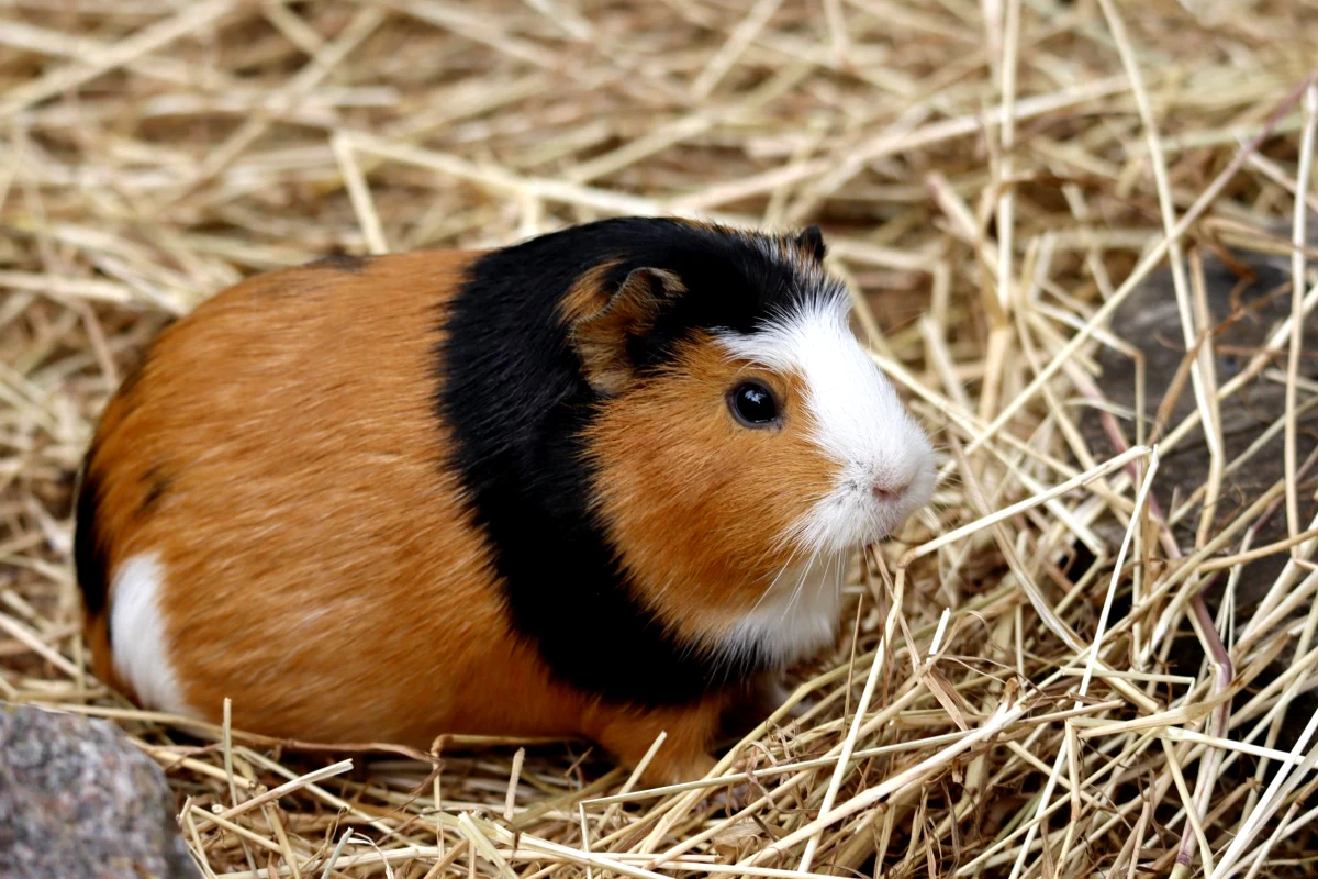 Guinea pig sitting in timothy hay, the single food that most affects how long guinea pigs live
