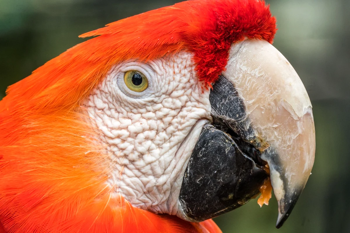 Close-up portrait of a scarlet macaw, one of the most popular parrot species people search parrot names for