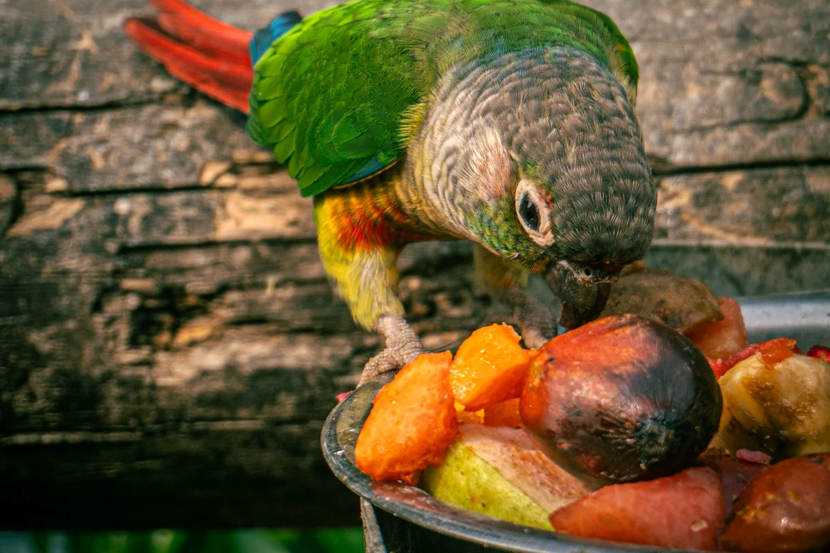 A green cheek conure eating a dish of chopped sweet potato and fruit, the fresh food portion of what parrots eat daily