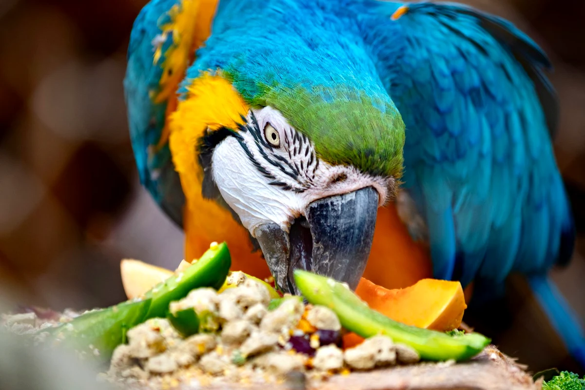 A blue and gold macaw eating a mixed bowl of pellets, snap peas, and squash, showing what parrots eat in a balanced daily diet