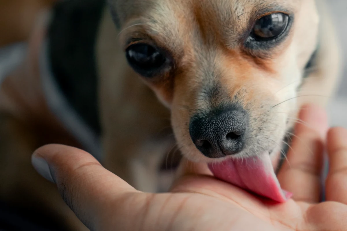 A small tan dog licking a person's open palm, one reason why dogs lick you