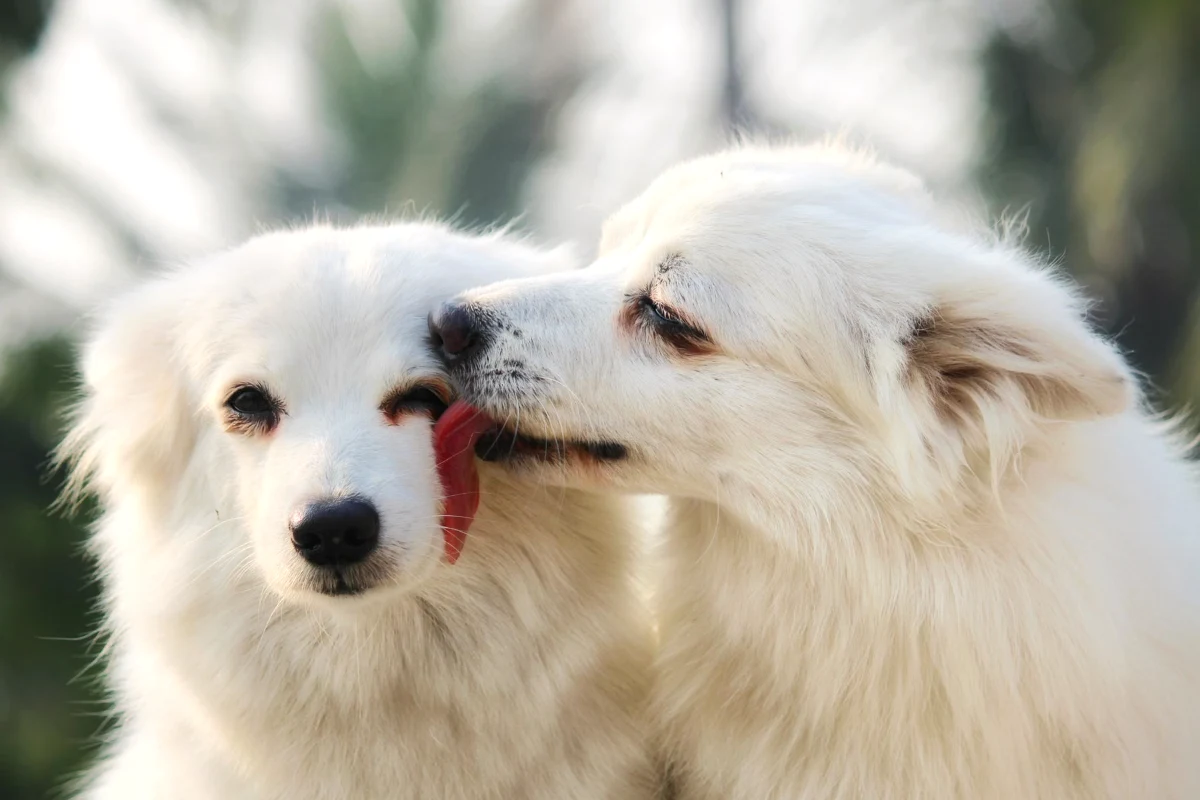 One white dog licking another dog’s muzzle, the greeting behavior behind why dogs lick you